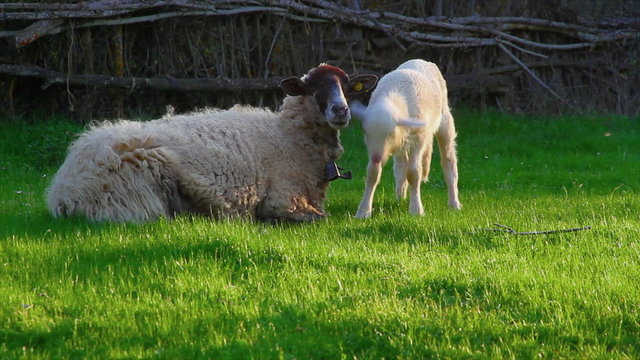 Oveja recostada con  cordero pastando  en un prado al atardecer