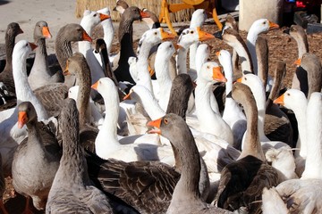 Obraz premium Oies : vollailles de basse-cour