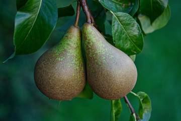 Conference Pears