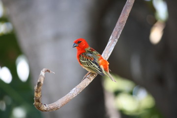 oiseau