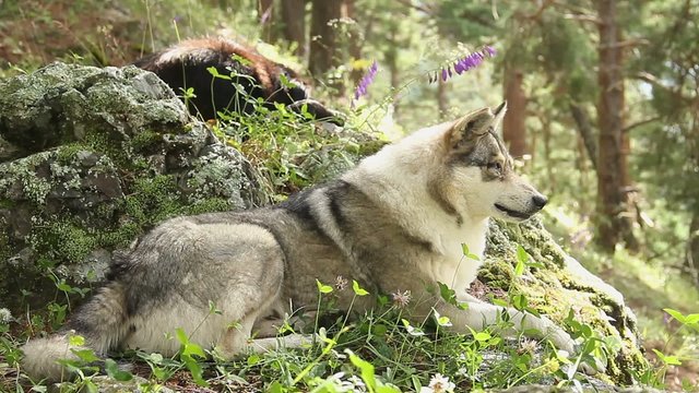 Beautiful grey wolf laying on the rocks, having rest, wildlife