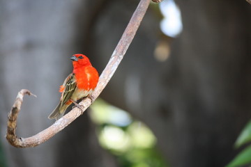 oiseau
