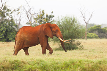 Red African Elephant in Kenya