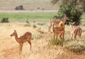 Naklejka na ściany i meble Gazelles in Tsavo East, Kenya
