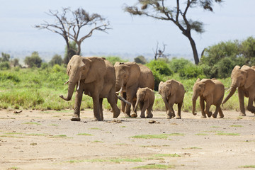 Obraz premium Elephant Herd in Kenya