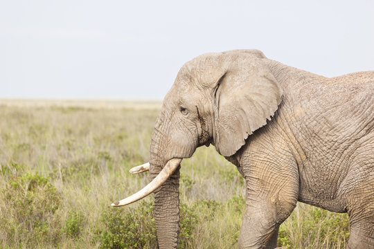 Fototapeta African Elephant in Kenya