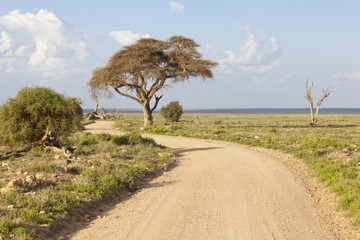 Fototapeta na wymiar Amboseli National Park, Kenya