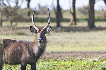 Waterbuck in Kenya