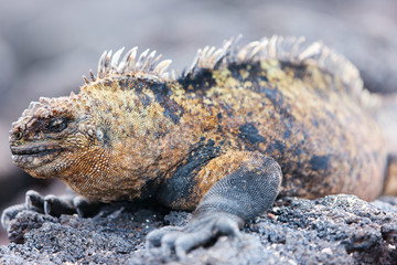 Naklejka premium Male marine iguana