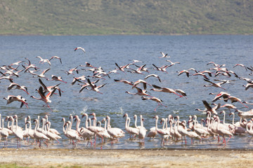 Flamingos at Lake Bogoria, Kenya