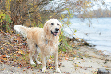 Golden retriever on the beach