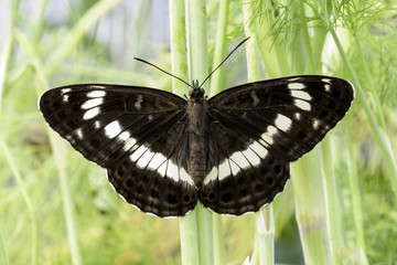 White Admiral