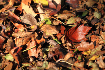 Autumn leaves