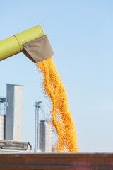 Unloading corn maize grains at field during harvest © oticki