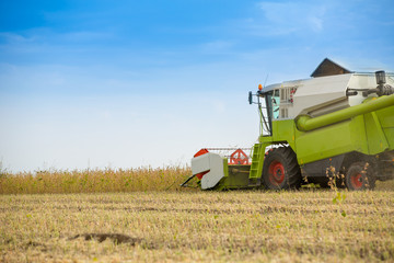 Fototapeta premium Combine harvester harvesting soybean at field