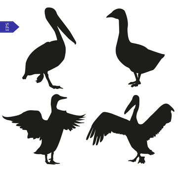Set of vector silhouettes of birds