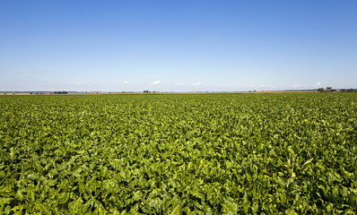   agricultural field on which grow up beetroots. summertime of year