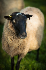 Fototapeta premium Farm animals: black-head sheeps grazing on a lovely green pastur