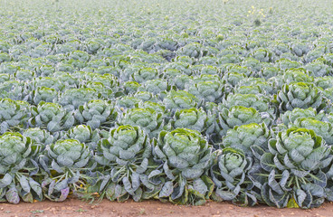 Fototapeta premium Field of Brussels Sprouts plants (Brassica oleracea)