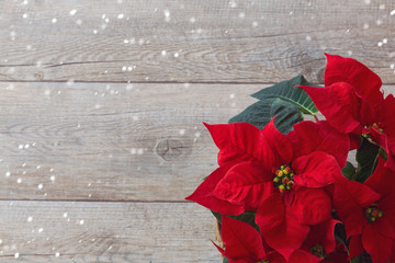 Christmas flower poinsettia over wooden background