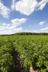 Fototapeta na wymiar potato field - an agricultural field on which grow up potatoes. summertime of year
