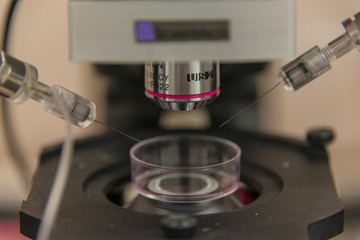 Electrophysiological setup to record neurons in brain samples