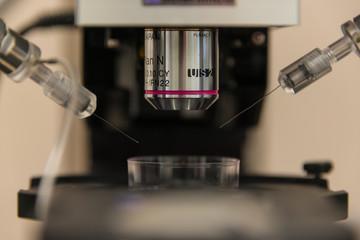 Electrophysiological setup to record neurons in brain samples