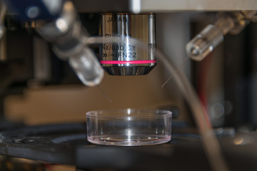 Electrophysiological setup to record neurons in brain samples