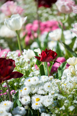 flowerbed along the lake of Geneva with multicolored flowers