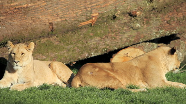 Lions lying by a log