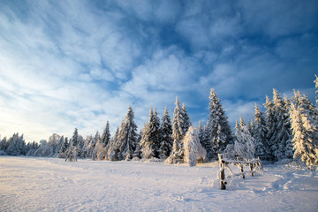 winter landscape trees in iniyi