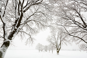 Trees covered in snow