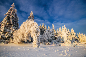 winter landscape trees in iniyi