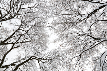 Tree canopy in a snow storm