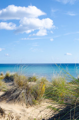 macchia mediterranea