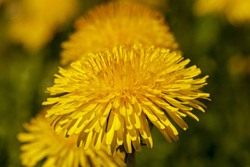 dandelions - photographed are large the plan yellow flowers of a dandelion