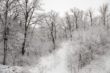Fototapeta premium trees in the winter - the trees covered with snow, growing in a winter season