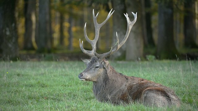 Rothirsch, Red deer, Cervus elaphus
