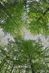 Fototapeta premium Forêt de Saint-Gobain dans l'Aisne