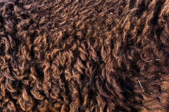 Dark sheep hair