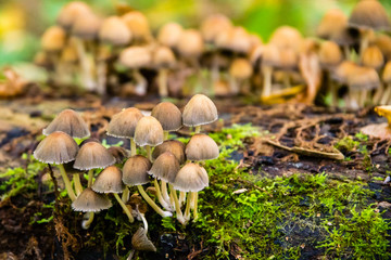 Colony of coprinus micaceus
