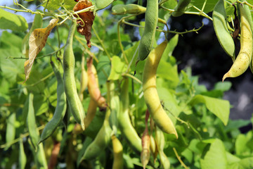 bean pods background