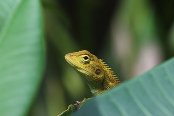 chameleon
