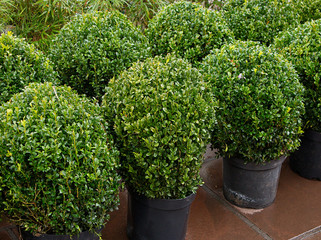 Topiary bushes