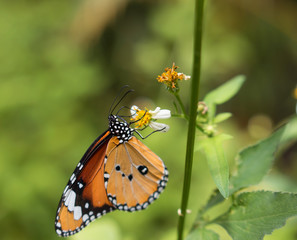 Naklejka na ściany i meble Colorful butterflies feeding on nectar from flowers