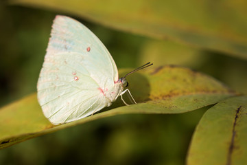 Colorful butterflies feeding on nectar from flowers
