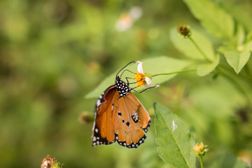 Fototapeta na wymiar Colorful butterflies feeding on nectar from flowers