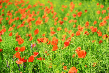 Poppy flowers outdoors