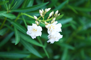 Beautiful flowers, outdoors