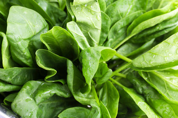 Tuft of fresh sorrel closeup